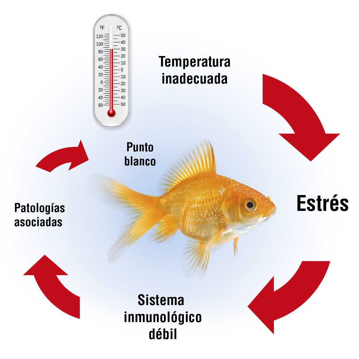 Cuál es la temperatura ideal para la reproducción de los peces