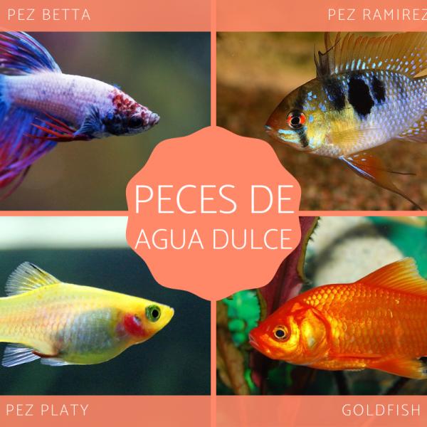 Cuáles son los diferentes tipos de peces de agua dulce