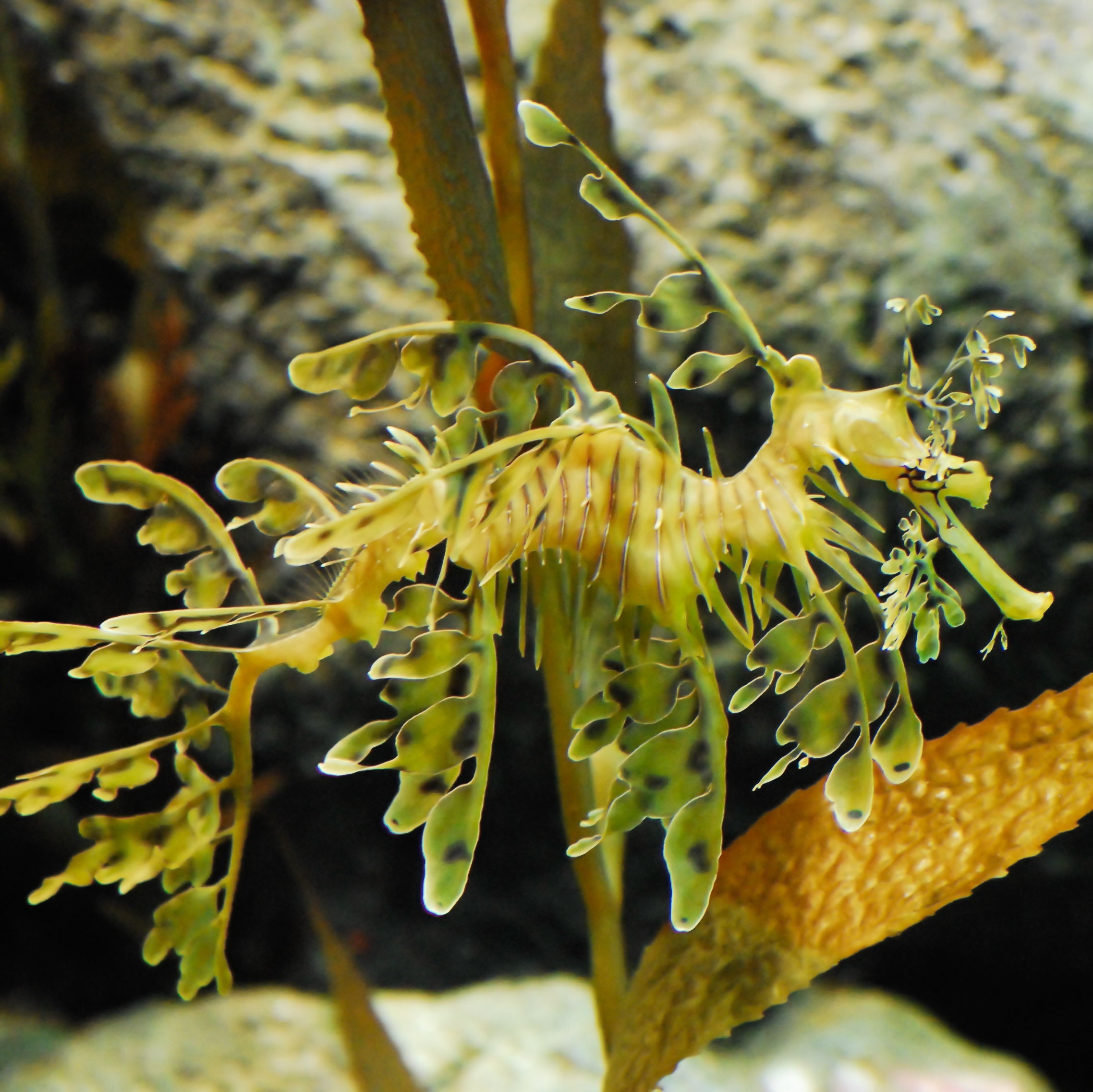 Qué peces tienen habilidades de camuflaje